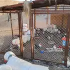 شبك غنم للبيع اربعه في اربعه الارتفاع اثنين