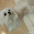 كلب ذكر فصيلة شيتزو
