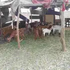 اعرض لكم عدد 15 بلفح من ثني الى رباع الى سديس الى جميع شباب