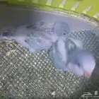 كويكر ازرق