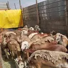 غنم سواكني تربيه وزن 70 كيلو 22 راس للبيع خميس مشيط