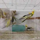 أزواج كروان باكستاني منتجه مطير كامل حجم ونظافه