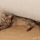 قط مفقود