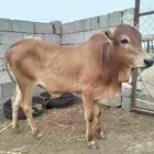 حسيل بلدي