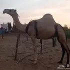 ماشالله تبارك الله