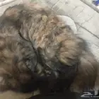 قط للبيع 350 ريال