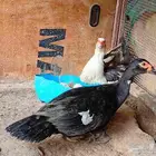 للبيع اناث بط مصري