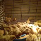 صوص دجاج وسمان