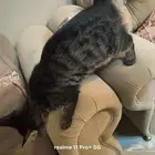 قط بلدي للتبني