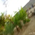 مطلوب ارانب للبيع