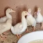 للبيع 5 بط بكيني عمر 3 أشهر بصحة جيدة