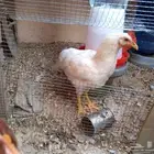 ديك مشاكس عمر 3 أشهر ونصف