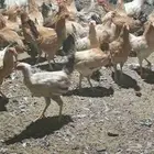 دجاج بلدي بياض ب25 الحبه جمله