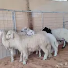 خمسة طليان نجدي ابيض ونعيمي وحري نظيفة وسليمة والصحة شرط