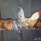 ديوك مشكله