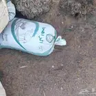 تمر كيس