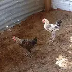 للبيع دجاج بلدي