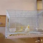 الطيور كروان الاثنين الجوزين ب 750 والجوز الواحد ب 400