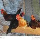 ديوك تركي وبلدي الموقع الداير