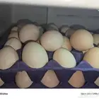 بيض دجاج تركي وبلدي للبيع الموقع الداير