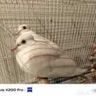 لتبني