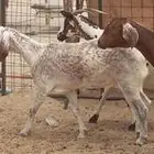 للبيع معزا مصريات دفيع