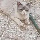 للبيع قطه مع عيالها الكتن عمرهم سبوعين