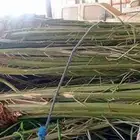 يوجد الدنيا نخل للبيع بحايل