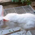 للبيع اجوز ارانب