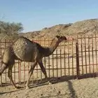 قعود للبيع ارباع واثمان الربع 1600 لثمن 800 الوزن لربع 28 كج
