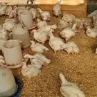 متوفر دجاج لاحم ذبح طازج حسب الطلب