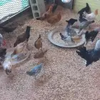 دجاج فيومي مطعم وماخذ تطعيمة التنفسي العمرمن شهرين الي 4اشهر