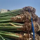 السلام عليكم ورحمه الله وبركاته عندنا نخل طيب متواجد في مكه