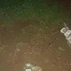 ارانب بلدي العدد 2 ذكر وأنثى الأنثى قريبه الولاده السوم واصل