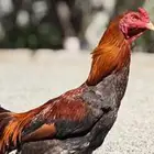 ديك باكستاني مواصفات طيبه