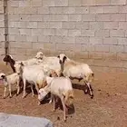 ضان مناتيج للبيع مشروطه شرط