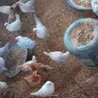 دجاج فيومي جولدن ولوهمان