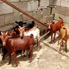 ماشاء الله تبارك 5تيوس و2اناثي