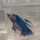 أسماك الفايتر ذكور  إناث بأسعار جملة والقطاعي