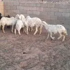 للبيع غنم حريات