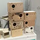 للبيع المستعجل اغرض وومشربايت طيور
