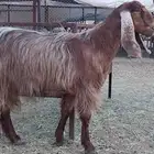 عنز عارضيه صنف الصنف السن رباع مقنى هاايل شرط مابعد ا ستالدت