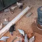 دجاج عمر شهرين وكم يوم
