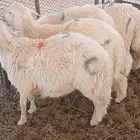 طليان حري عدد 4