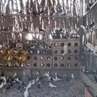 حمام للبيع سعر الجوز 8 العدد تقريبآ200 جوز تزيد وتنقص