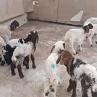 دواغيرنعيم العدد 10