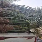 نخيل القصيم