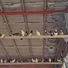 حمام للبيع في حق الشارع وفي ابيض وفي زلجل وفي رقاص وصغار