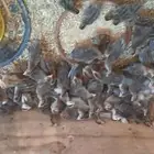 صصان دجاج حبشي