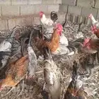 ديوك بلدي وفيومي